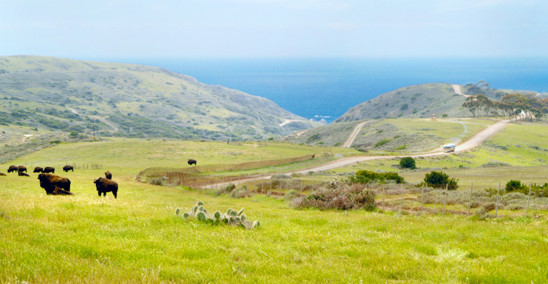 Private Catalina Island Hummer safari and helicopter adventure