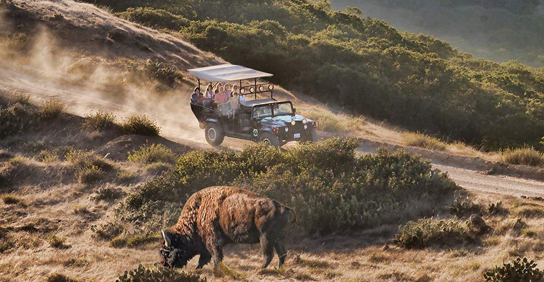 Helicopter flight and Hummer safari with bison sighting on Catalina Island