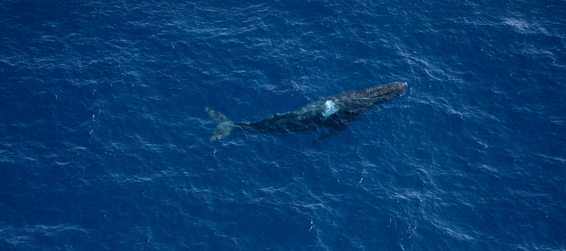 An exciting sight - Humpback whale swimming through the Pailolo Channel near Molokai